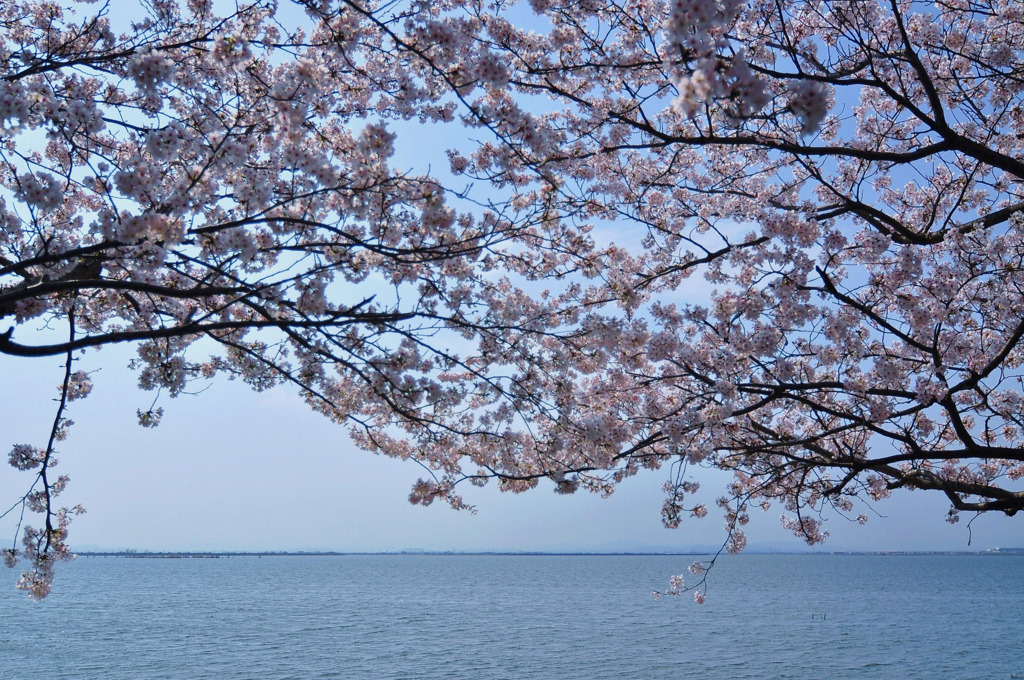 児島湖　桜の頃・・・