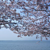 児島湖　桜の頃・・・