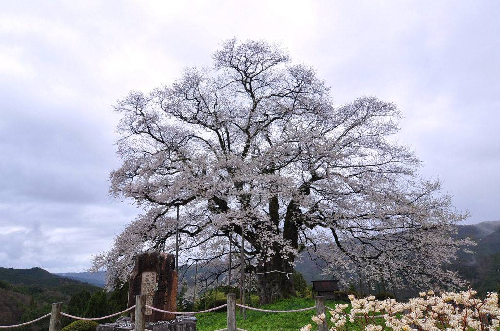 醍醐桜*