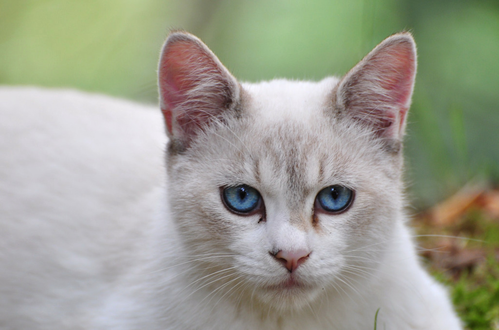 Blue eyes*