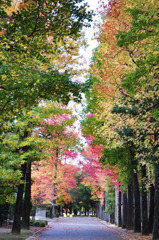 秋の散歩道*