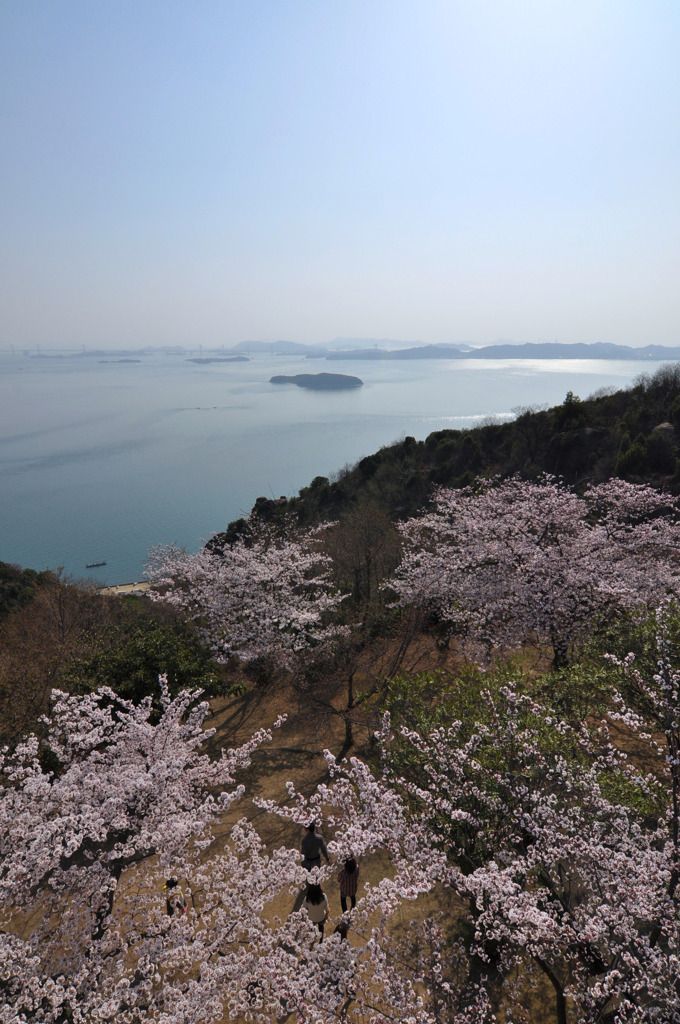 王子が岳　桜風景