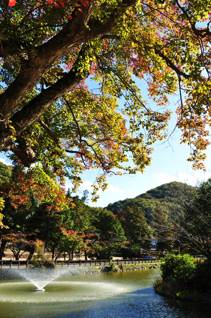 宇賀神社　神池・・・