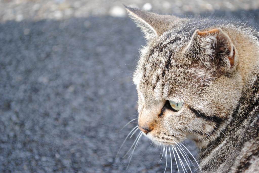 雨降られ猫