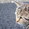 雨降られ猫