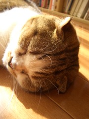 ｚｚｚ