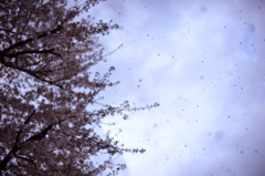 Last Sakura!