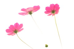 Pink No Hana 2