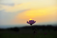 flower light