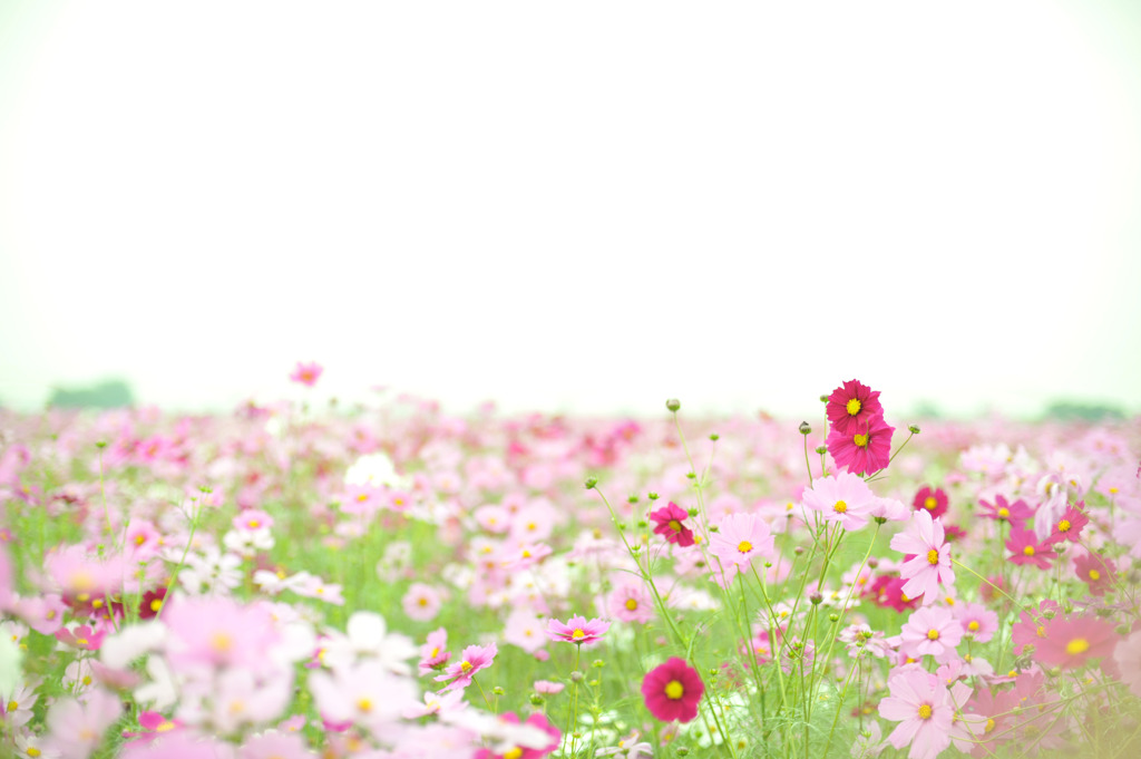 Pink No Hana 1