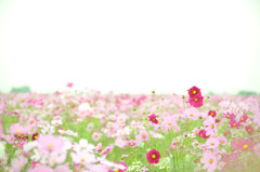 Pink No Hana 1