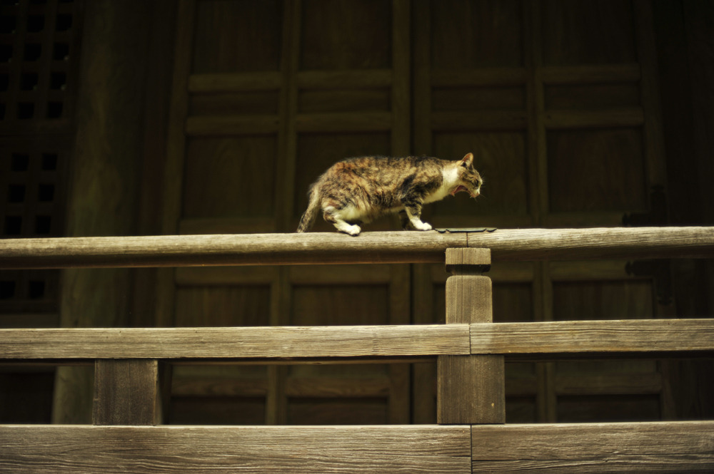猫