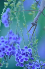 藍の番人
