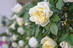 庭の白い薔薇