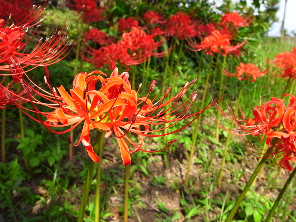 Lycoris radiata