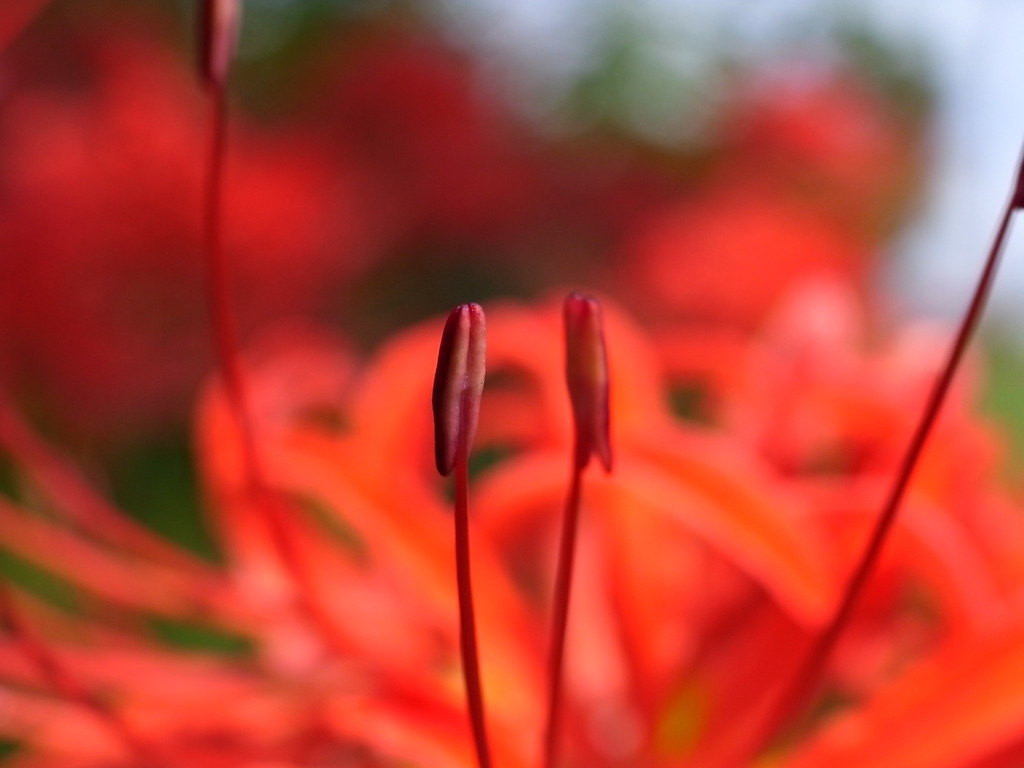 Lycoris radiata