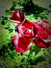 rose -4