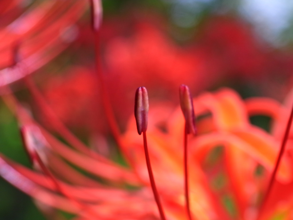 Lycoris radiata