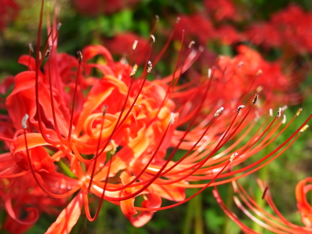 Lycoris radiata