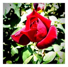 rose -1