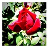 rose -1