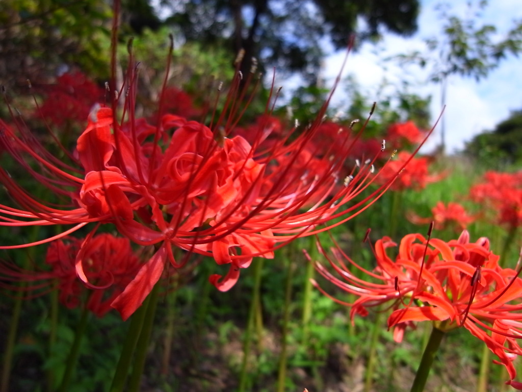 Lycoris radiata