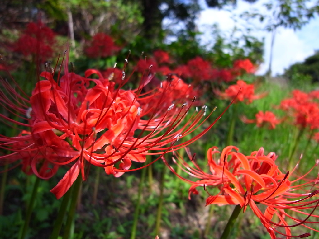 Lycoris radiata