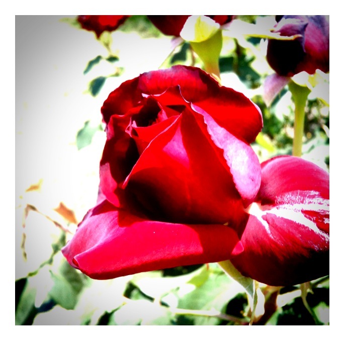 rose -2