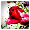 rose -2