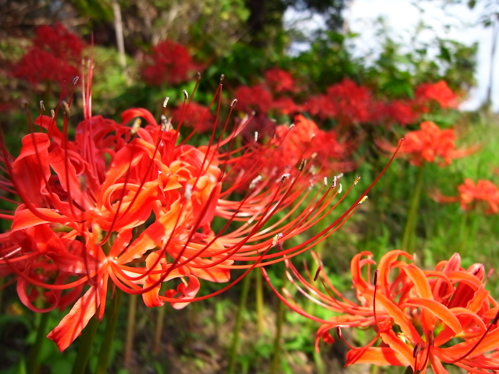 Lycoris radiata