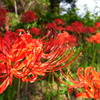 Lycoris radiata