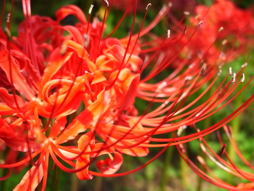 Lycoris radiata