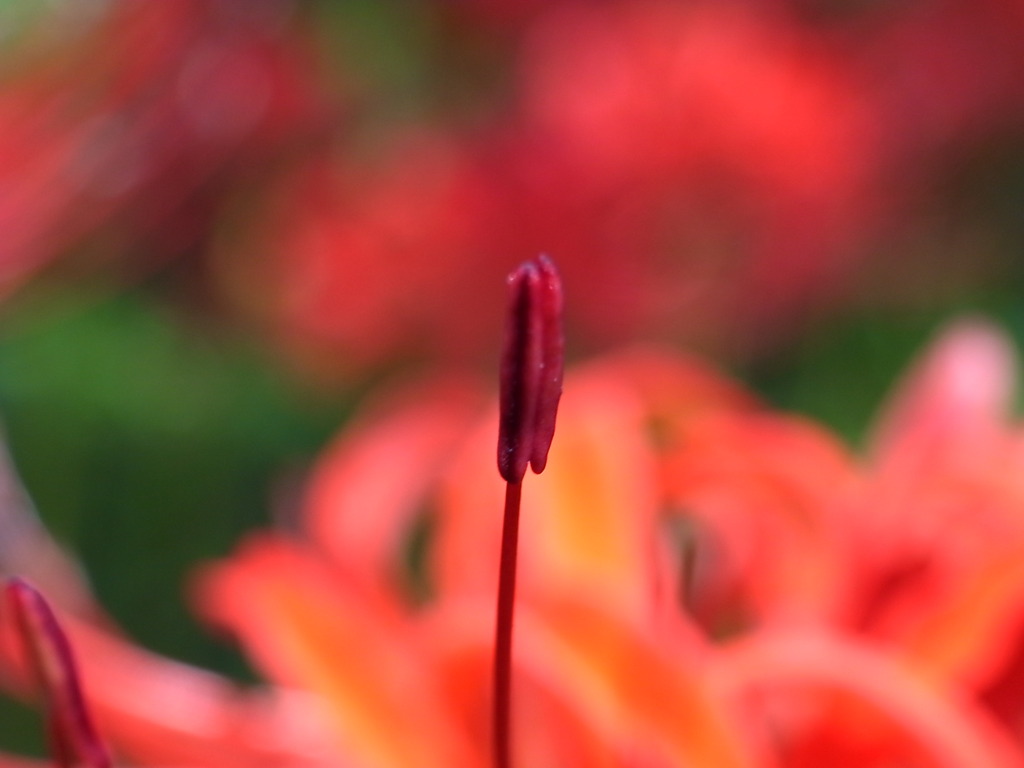 Lycoris radiata