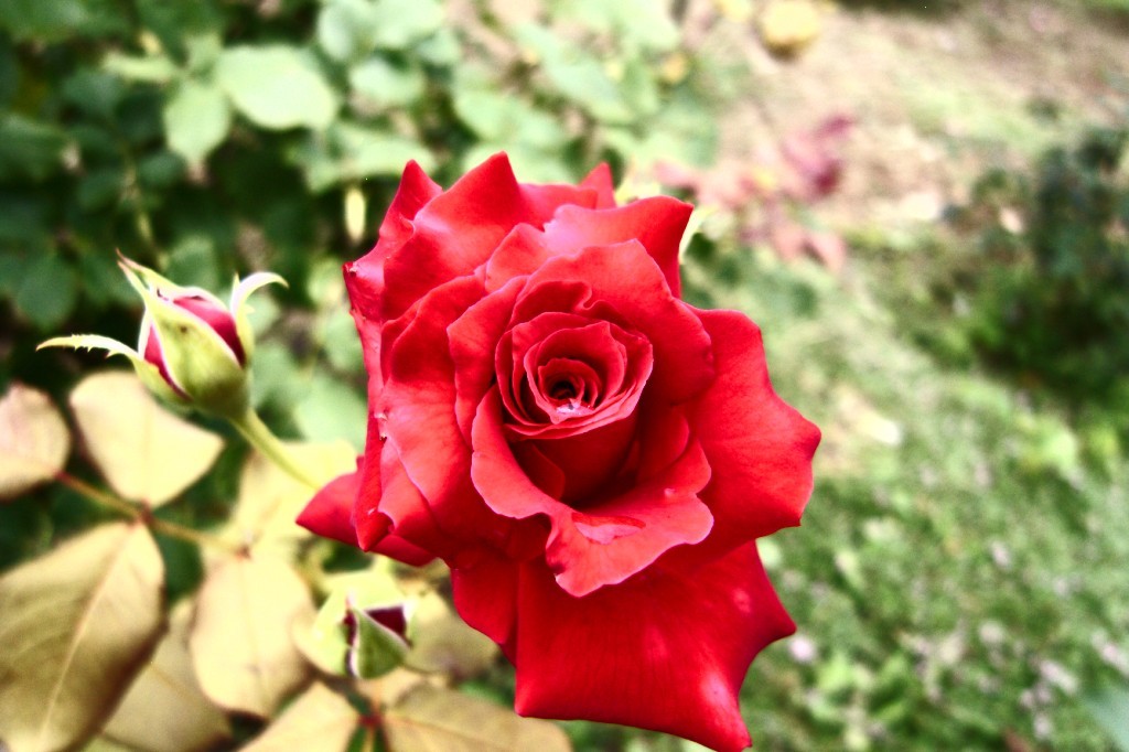 花と蕾