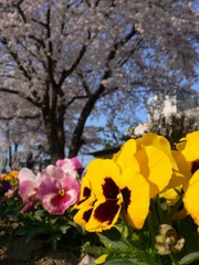 桜をバックに。