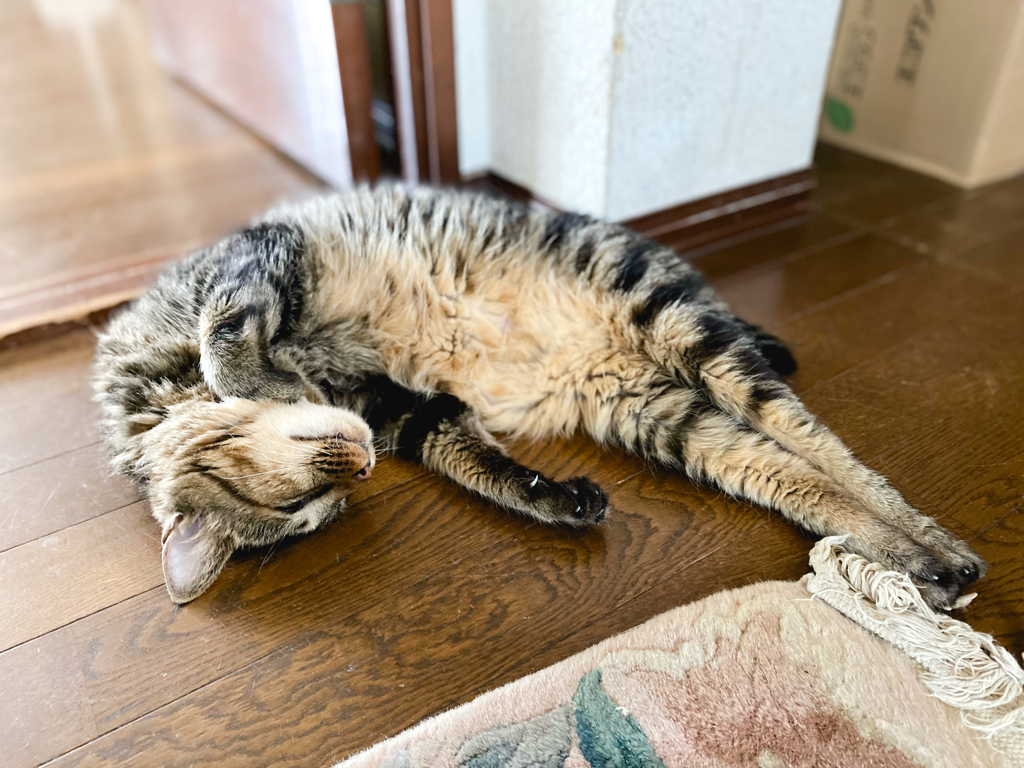 飛び込み