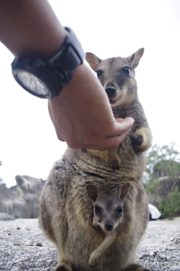 ロックワラビ ”Rock wallaby” 2