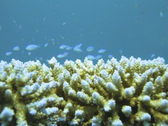 IMG_0659