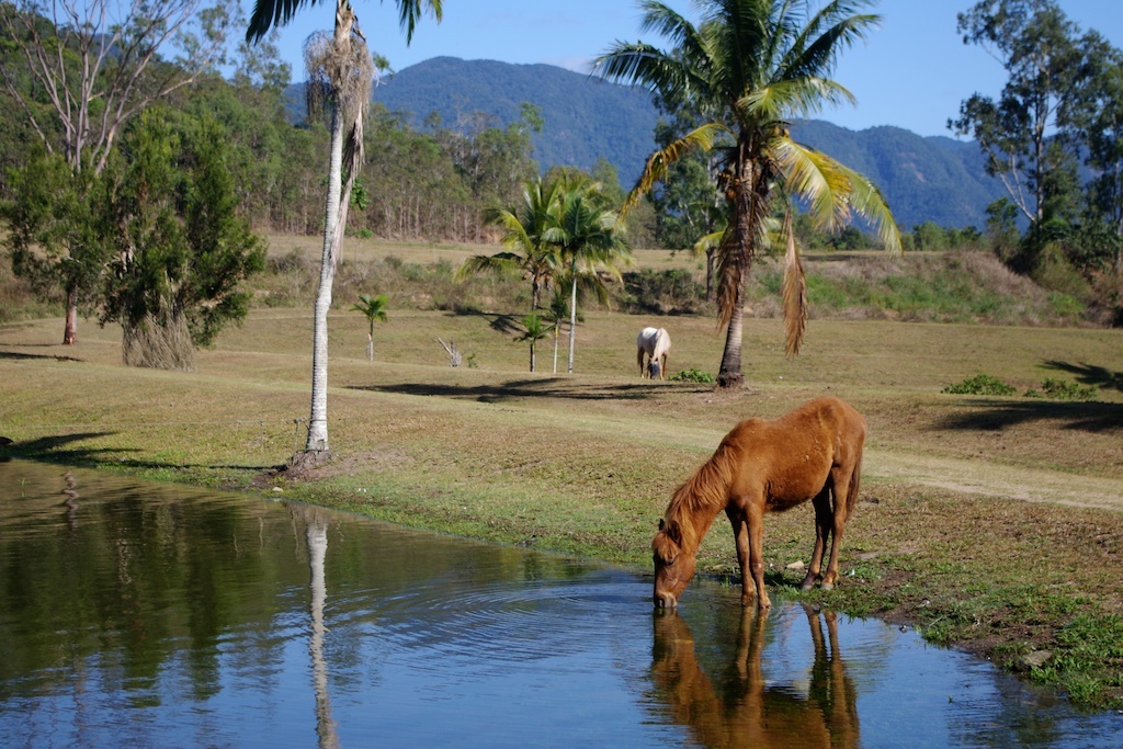 My brother's horse (Coco)