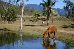 My brother's horse (Coco)
