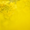 yellowに染めて