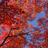紅の天蓋
