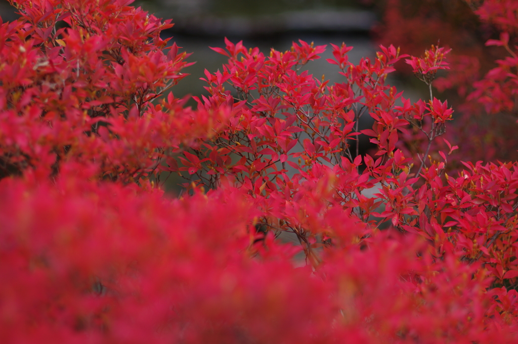 blazing scarlet