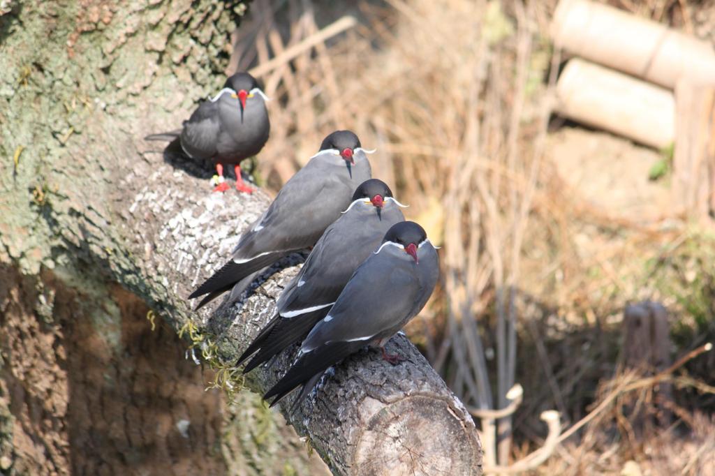 インカアジサシ