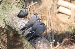 インカアジサシ