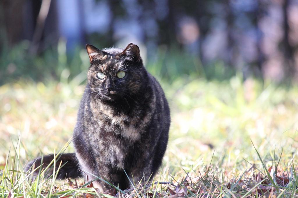 ねこ