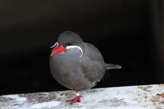 インカアジサシ２