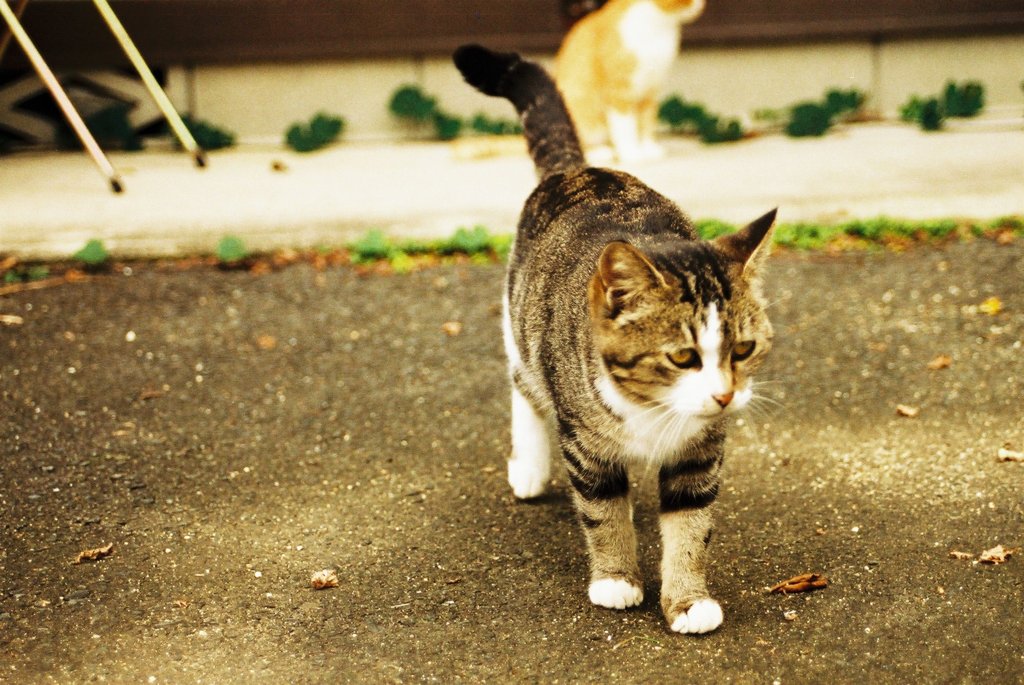 ねこ。