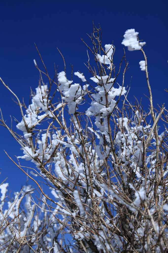 雪の花