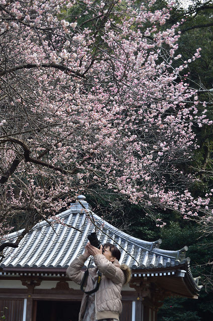 初梅撮り